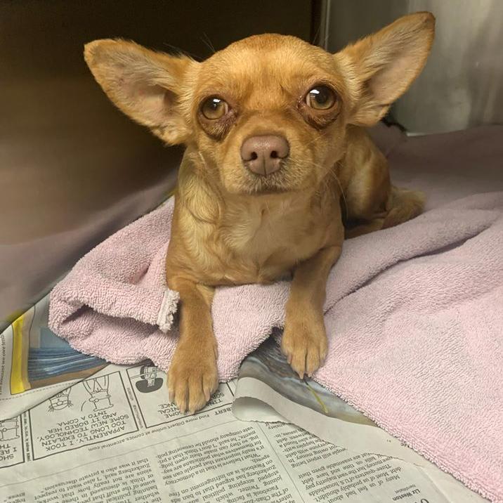 DOGS VERSUS CACTUS - COURTESY MARICOPA COUNTY ANIMAL CARE 5.jpg